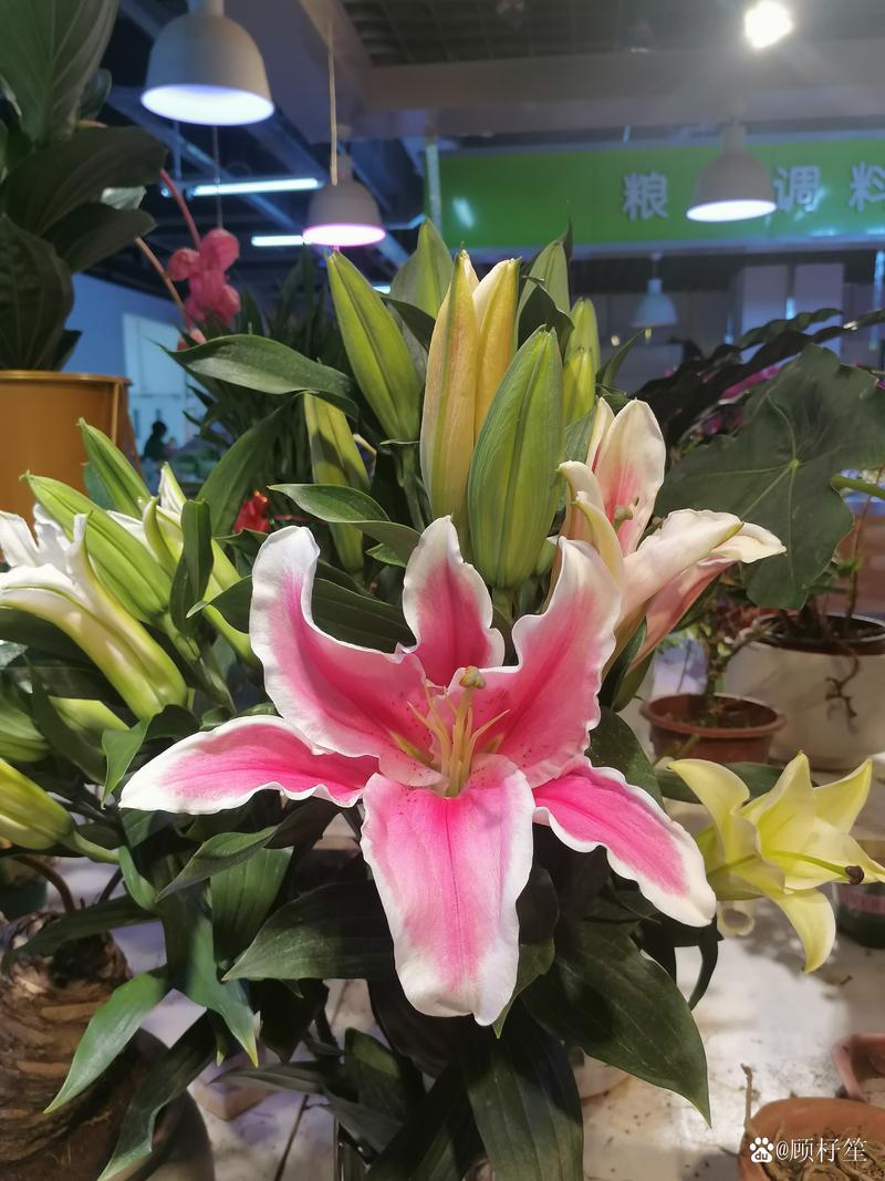 指尖上的秘密交易,发卡网与虚拟卡密的隐秘江湖